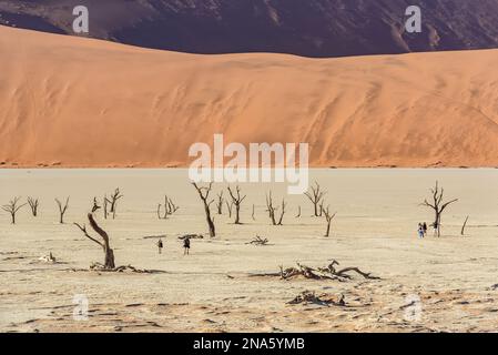 Deadvlei, eine weiße Tonpfanne, umgeben von den höchsten Sanddünen der Welt, Namib Desert; Namibia Stockfoto