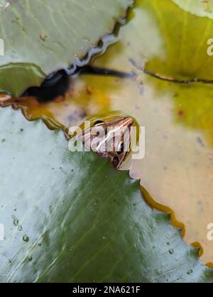 Ein Frosch, dessen Kopf aus dem Wasser kommt und der mit grünen Wasserpflanzen bedeckt ist, blättert an einem Sommernachmittag in einem Teich Stockfoto