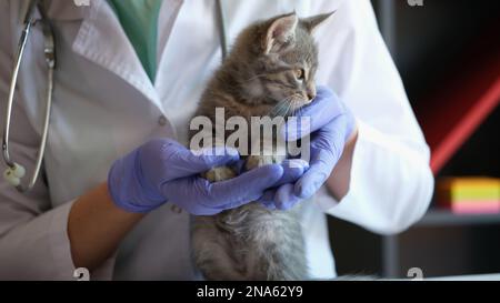 Tierarzt hält kleine süße Kätzchen in den Händen in der Tierklinik. Stockfoto