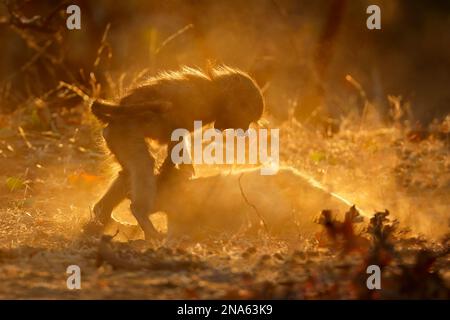 Chacma-Paviane (Papio ursinus), die bei Sonnenuntergang im Staub spielen, Kruger-Nationalpark, Südafrika Stockfoto