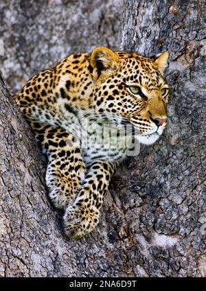 Leopard (Panthera pardus) liegt in einem Baum mit Blick auf das Okavango Delta, Botswana Stockfoto