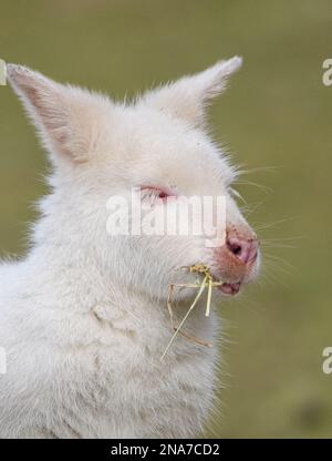 Porträt eines Albino-Wallabys, das Stroh isst Stockfoto