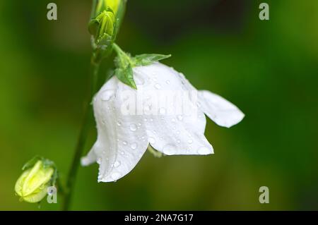 Pfirsichblättrige Bellblume (Campanula persicifolia) - Nahaufnahme einer einzelnen weißen Blüte von der Seite mit Regentropfen. Stockfoto