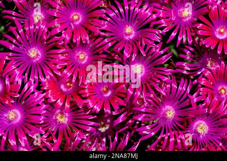 Purple Ice Plant (Delosperma cooperi) in einem Garten in Boise, Idaho, USA Stockfoto