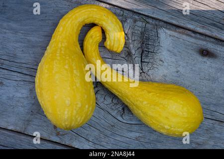 Gelbes Crookneck Squash-Still-Leben Stockfoto