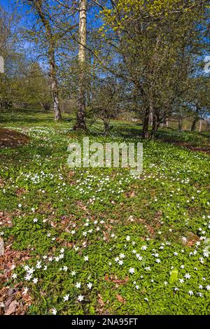 Wiese mit blühender Holzanemone an einem sonnigen Frühlingstag Stockfoto
