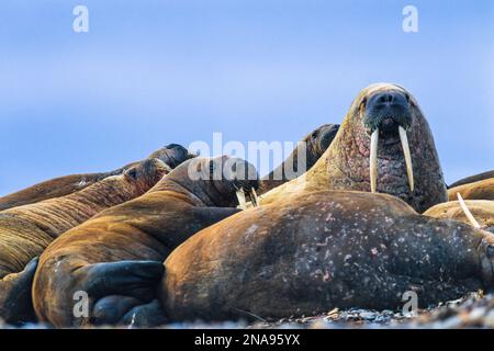 Walrus ruht sich an einem Strand in der Arktis aus Stockfoto