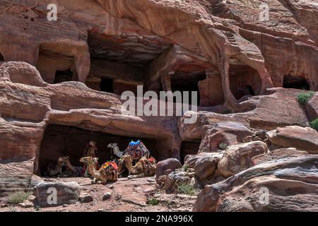 Eine Herde touristischer Kamele beherbergt in einem alten, aus Stein geschnitzten Sandsteingrab entlang der Straße der Fassaden in Petra in Jordanien. Stockfoto