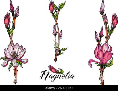 Ein Set von Vektorblüten-Arrangements mit Magnolienblüten. Zarte romantische rosa Magnolien. Isoliert Stock Vektor