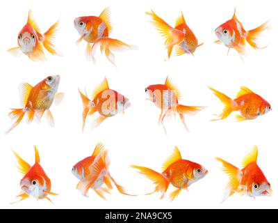 Wunderschöner, heller kleiner Goldfisch auf weißem Hintergrund, Collage Stockfoto