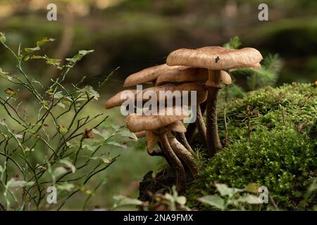 Eine Nahaufnahme von Armillaria mellea, gemeinhin bekannt als Honigpilz Stockfoto