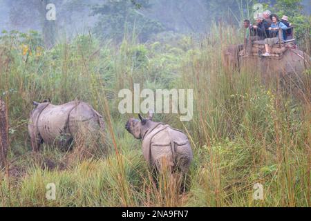 Indisches Einhorn-Nashorn und Kalb, die von Touristen auf einer Elefanten-Rücken-Safari im Chitwan-Nationalpark in Nepal entdeckt wurden Stockfoto