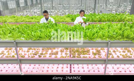 HUZHOU, CHINA - 13. FEBRUAR 2023 - Arbeiter kümmern sich in der Baiyuankang Plant Dream Factory in Dongheng Village, Luoshe, Deqi, um schmutzige Gemüsesorten Stockfoto
