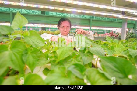 HUZHOU, CHINA - 13. FEBRUAR 2023 - Ein Arbeiter kümmert sich in der Baiyuankang Plant Dream Factory in Dongheng Village, Luoshe Town, De Stockfoto
