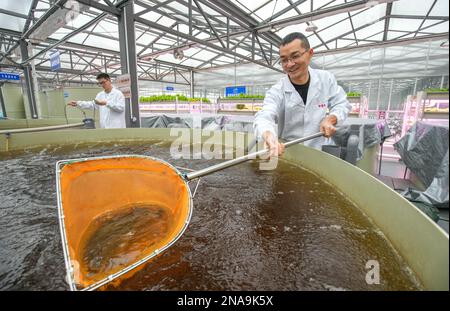 HUZHOU, CHINA - 13. FEBRUAR 2023 - Arbeiter prüfen das Wachstum der australischen Jade Perch in der Baiyuankang Plant Dream Factory in Dongheng Village, Luoshe T. Stockfoto