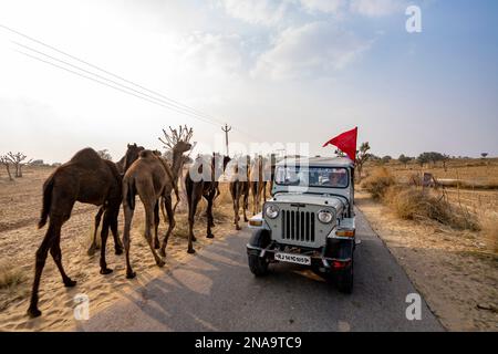 Kamelzug und Jeep in der Wüste Thar von Rajasthan, Indien; Rajasthan, Indien Stockfoto