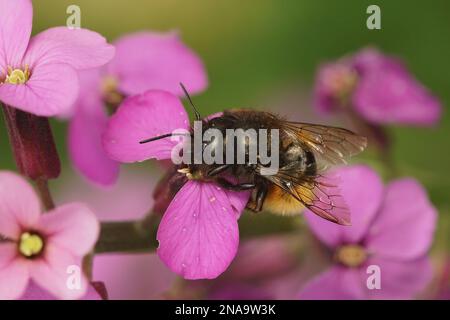 Farbenfrohe Nahaufnahme einer weiblichen europäischen Mauerbiene im Obstgarten, Osmia cornuta auf einer violetten Wandblume, Erysimum cheiri Stockfoto