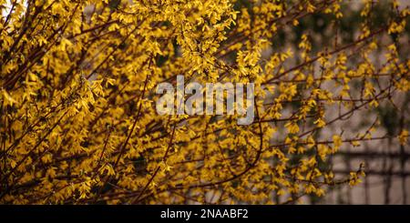 Forsythia-Busch auf der Straße. Blühende Pflanze an einem sonnigen Frühlingstag Stockfoto