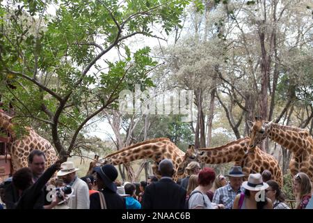 Touristen füttern die Giraffen im Giraffe Centre in Nairobi, Kenia, Afrika; Nairobi, Kenia Stockfoto