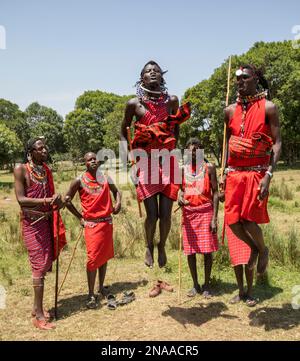 Maasai-Tänzer im Maasai Mara National Reserve, Kenia, Afrika; Narok, Narok County, Kenia Stockfoto