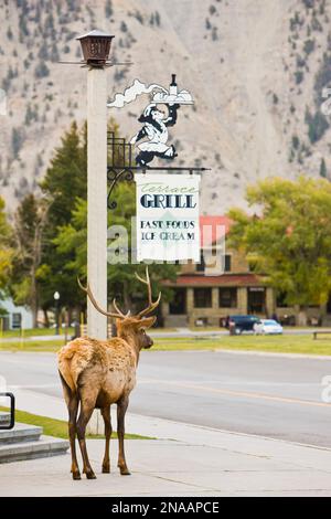 Junger Bullenschwein in Mammoth Hot Springs, Yellowstone-Nationalpark. Stockfoto