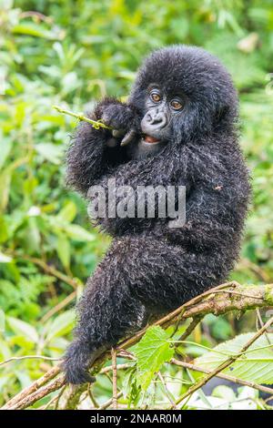 Porträt eines jungen östlichen Gorillas (Gorilla beringei), der auf einem Baumzweig sitzt und im Dschungel einen Zweig kaut; Ruanda, Afrika Stockfoto