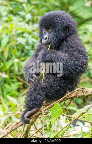 Porträt eines jungen östlichen Gorillas (Gorilla beringei), der auf einem Baumzweig sitzt und im Dschungel einen Zweig kaut; Ruanda, Afrika Stockfoto