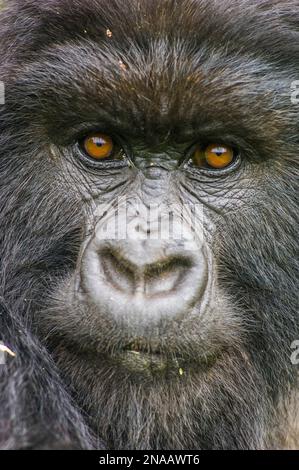 Porträt eines Berggorillas, Gorilla beringei beringei, ein Mitglied der Amahoro-Gruppe. Stockfoto