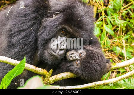 Porträt einer Berggorilla und ihres Babys Gorilla beringei. Stockfoto