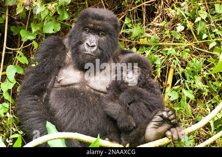 Porträt der Familie des östlichen Gorillas (Gorilla beringei), der Mutter und des Säuglings Gorillas, die zusammen im Dschungel sitzen; Ruanda, Afrika Stockfoto