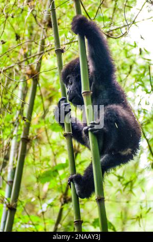 Säugling Ostgorilla (Gorilla beringei), der mit Händen und Füßen im Dschungel an einem Bambusbaum (Bambusoideae) greift; Ruanda, Afrika Stockfoto
