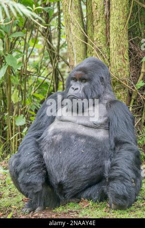 Porträt eines männlichen östlichen Gorillas (Gorilla beringei), der auf dem Waldboden sitzt und sich im Dschungel an Bäume lehnt; Ruanda, Afrika Stockfoto