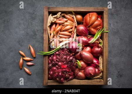 Viele verschiedene Zwiebelsorten zum Anpflanzen im Boden auf grauem Hintergrund Stockfoto