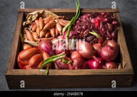 Viele verschiedene Zwiebelsorten zum Anpflanzen im Boden auf grauem Hintergrund Stockfoto