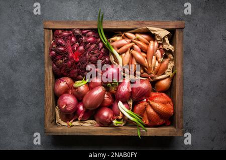 Viele verschiedene Zwiebelsorten zum Anpflanzen im Boden auf grauem Hintergrund Stockfoto