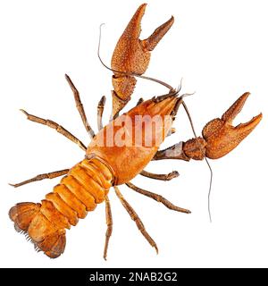Astacus astacus, der europäische Flusskrebs, der edle Flusskrebse oder der großfingerige Flusskrebse auf weißem Hintergrund Stockfoto