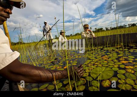 MODELL VERÖFFENTLICHT: Mocorro, traditionelles Kanu, Wasserlilien (Nymphaea nouchali, Xigera Camp, Wilderness Safaris, Moremi Game Reserve, Okavango Delta, Bot Stockfoto