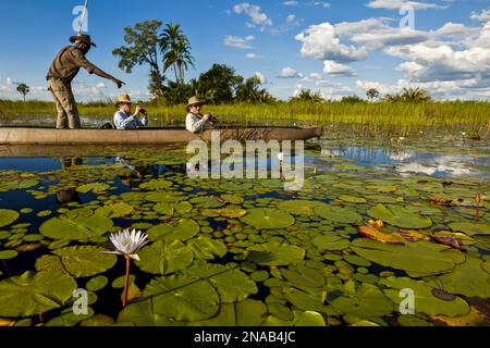 MODELL VERÖFFENTLICHT: Mocorro, traditionelles Kanu, Wasserlilien (Nymphaea nouchali, Xigera Camp, Wilderness Safaris, Moremi Game Reserve, Okavango Delta, Bot Stockfoto