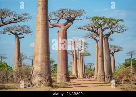 Eine Gasse Baobabs am blauen Himmel Stockfoto