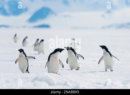 Eine Gruppe von Adelie-Pinguinen (Pygoscelis adeliae) spaziert entlang des Meereises vor der Antarktischen Halbinsel; Antarktis Stockfoto