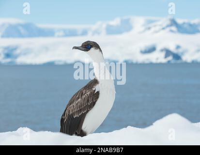 Blauäugiger Hai (Phalacrocorax atriceps) auf dem Schnee im Mikkelsen Harbour, Palmer Archipel; Trinity Island, Antarktis Stockfoto