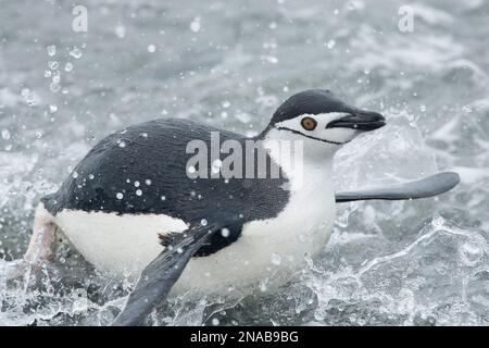 Kinnpinguin (Pygoscelis antarcticus) plätschert auf dem Landweg; South Orkney Islands, Antarktis Stockfoto