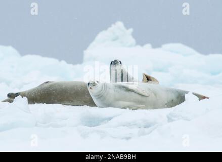 Schnee fällt auf eine Gruppe von Crabeater Seehunden (Lobodon carcinophagus), die auf einem Eisberg, der Antarktis, ruhen Stockfoto