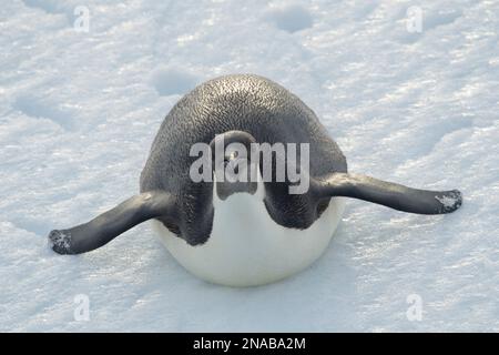 Kaiserpinguin (Aptenodytes forsteri) rutscht auf seinem Bauch über das Eis; Antarktis Stockfoto