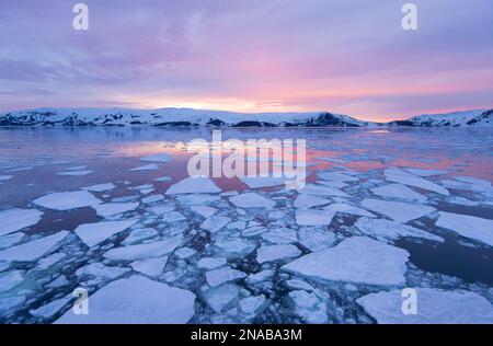 Zerbrochenes Meereis in Port Foster, Deception Island, South Shetland Islands, Antarktis Stockfoto