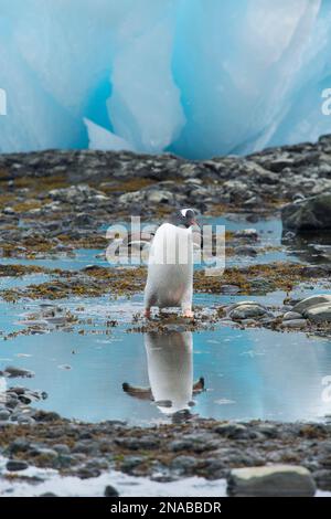Gentoo-Pinguin (Pygoscelis papua) zu Fuß an der felsigen Küste inmitten großer Blöcke blauer Eisblöcke; Antarktis Stockfoto