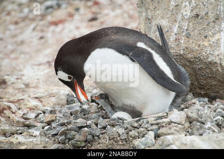 Gentoo-Pinguin (Pygoscelis papua) mit einem Pinguin-Küken und Ei in einer Kolonie in Brown Bluff, Antarktis; Antarktis Stockfoto