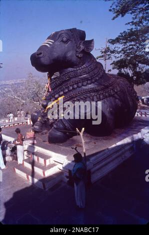 Hinduistischer Tempel, der Nandi gewidmet ist, mit einer riesigen, beliebten Skulptur eines aus Stein geschnitzten Stiers. Etwa 16 Meter hoch und 24 Meter lang ist dieser Nandi auf den Chamundi Hills der drittgrößte in Indien. Diese riesige, monumentale Statue von Nandi (Bull) befindet sich auf dem Gipfel der Chamundi-Hügel in Mysore, Karnataka, Indien. Die Statue, die mindestens 350 Jahre alt sein soll, wurde von dem berühmten Mysore Maharaja, Dodda Devaraja Wodeyar, in der Zeit von 1659 bis 1673 geformt und ist die einzige ihrer Art im Staat. Stockfoto