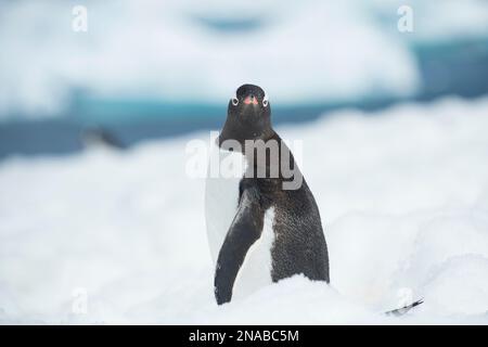 Gentoo-Pinguin (Pygoscelis papua) steht auf Eis und blickt auf die Kamera; Cuverville Island, Antarktis Stockfoto