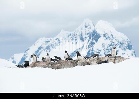 Kolonie von Gentoo-Pinguinen (Pygoscelis papua) auf einem Felsen in der Antarktis; Petermann Island, Antarktis Stockfoto